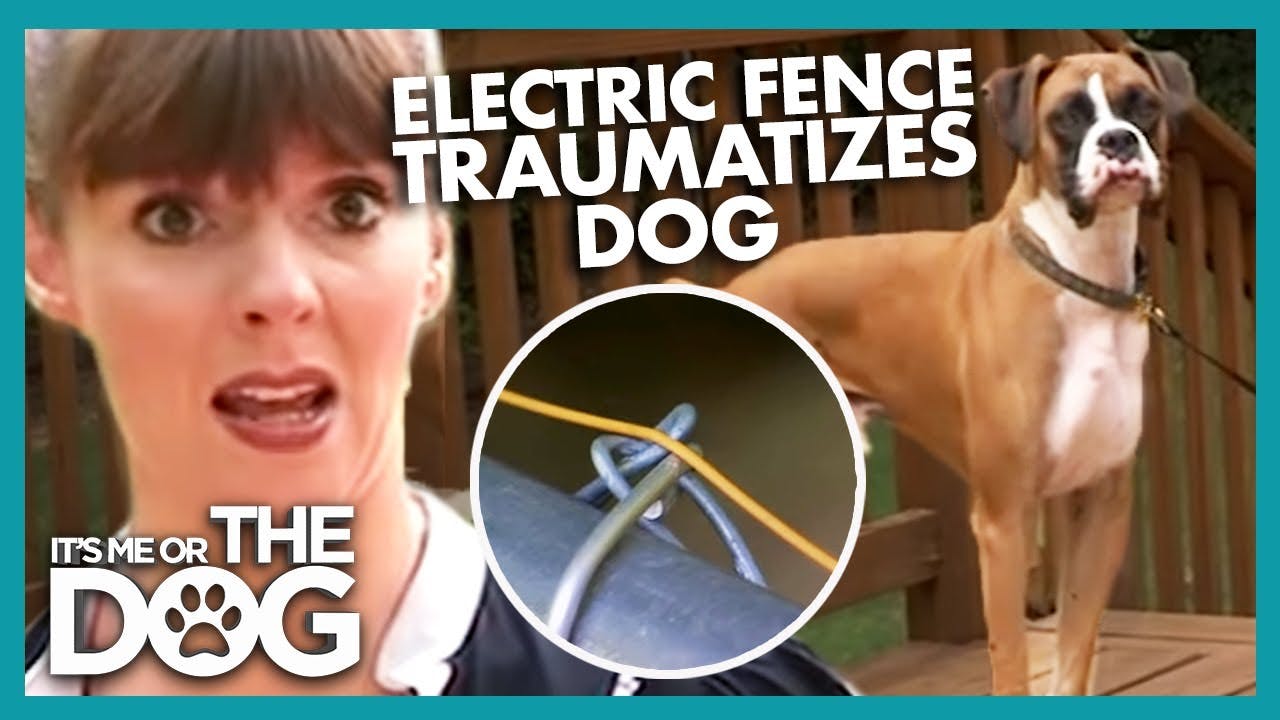 Video Are Electric Fences Safe for Dogs?